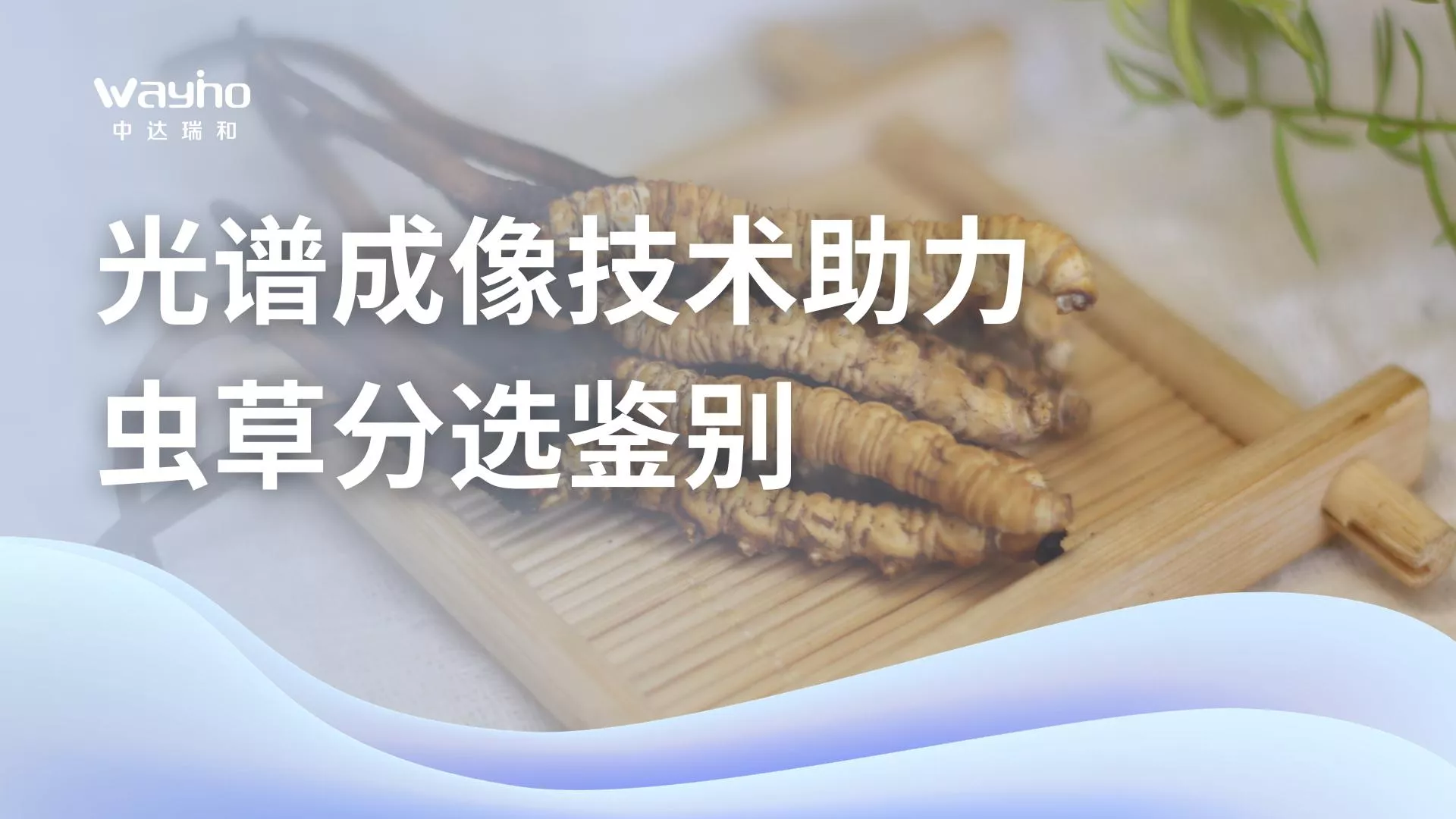 光谱成像技术助力虫草分选鉴别