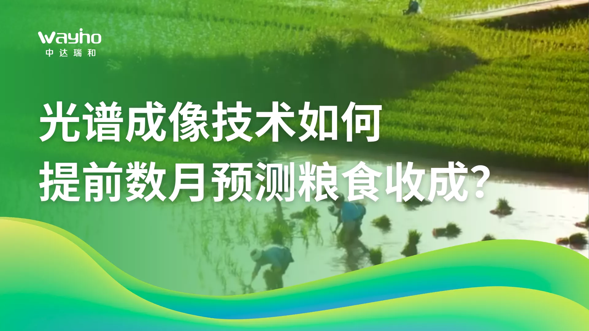 光谱成像技术如何提前数月预测粮食收成？